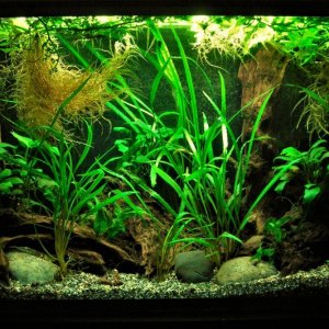 33g June 30-2019.JPG