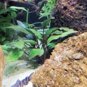 Plant 5.jpg