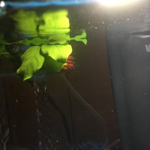 betta1.jpeg