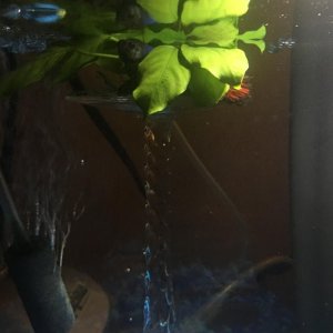betta2.jpeg
