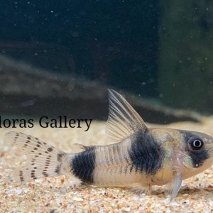 Corydoras tukano.jpg