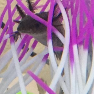 Lizzy the Axolotl.jpg