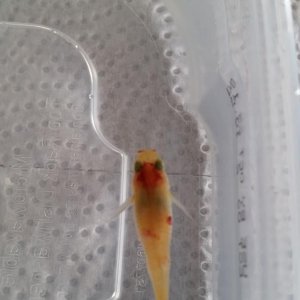 guppy2.jpg