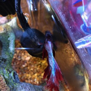 bloated fish.jpg