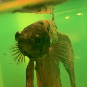 upload_2019-9-25_22-56-33.jpeg