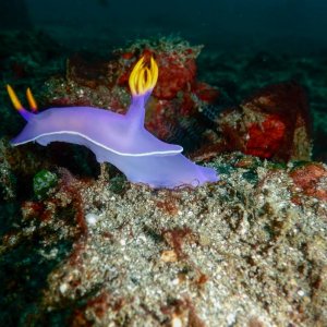 nudibranch.jpg