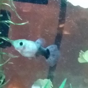 Guppy 1.jpg