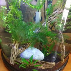 10 gallon .jpg