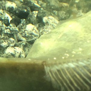 upload_2019-11-27_7-30-33.jpeg