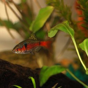 Puntius padamya2 (male).jpg