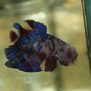 Open dagen Ed's Fishbook June 28th 2019 006.jpg
