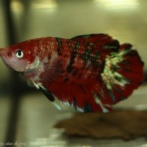 Open dagen Ed's Fishbook June 28th 2019 007.jpg
