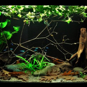 29g June 30-2019.JPG