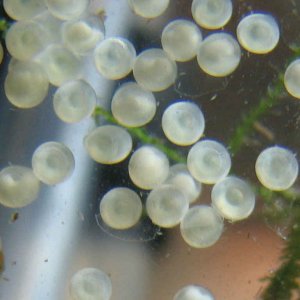 1024x768_day_2_albino-cory-eggs_002.jpg