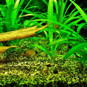 Corydoras panda fry (1).JPG