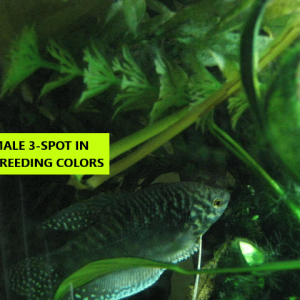MALE IN BREEDING COLORS.png