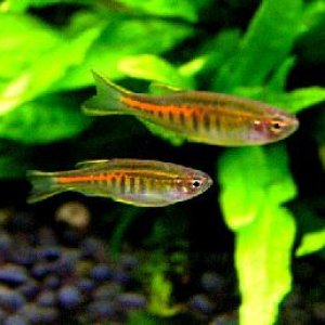 Celestichthys choprae 1.jpg
