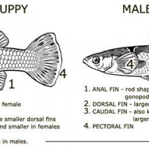 male and female .jpeg