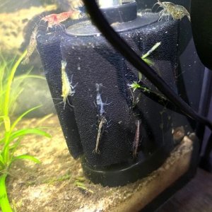 shrimp1.jpg