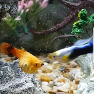 Poorly Fish.jpg