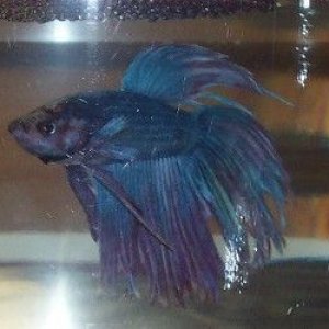 betta_montage_picasso1.jpg