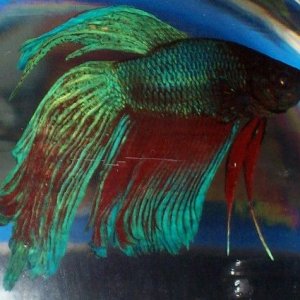 betta_montage_frank.jpg
