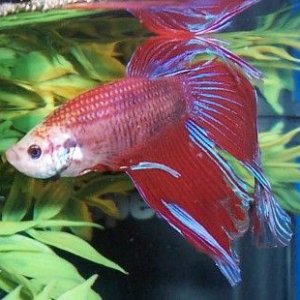 betta_montage_butterfly2.jpg