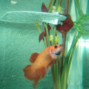 gbetta5.jpg