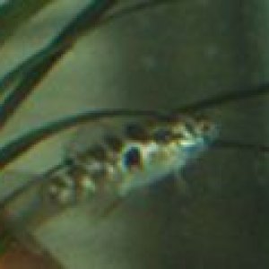 mysteryfish.jpg