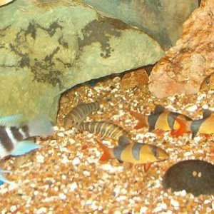 dloach3.jpg