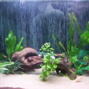 15.6gal.jpg