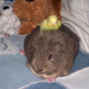 Chelsey__s_Critters_023.jpg