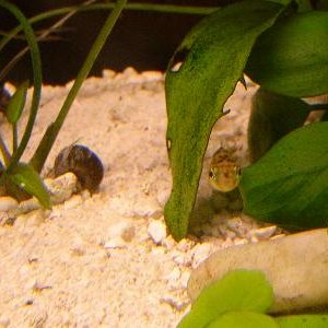 puffer_w.snail.jpg