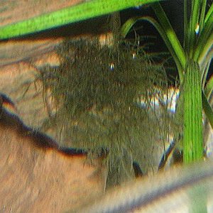 mystery_plant_sharpened.jpg