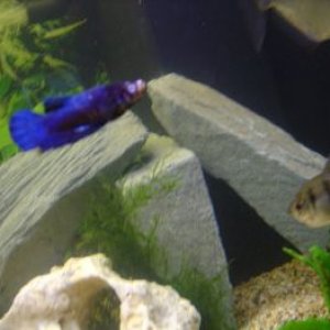 fish_005.jpg