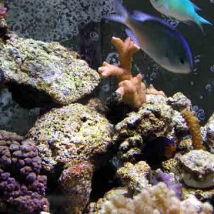 pink_acro__green_chromis.jpg