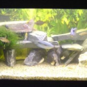 fish_036.jpg