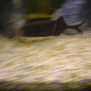fish_030.jpg