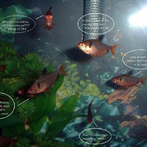 tetras.JPG