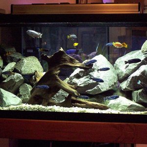 50gallon_march29.jpg