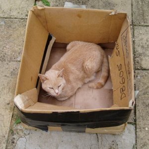 Kitty_in_a_box.jpg
