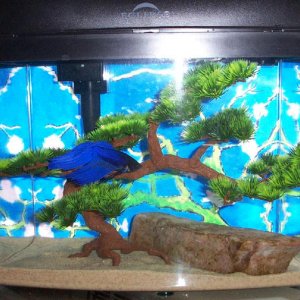 BETTA_TANK.JPG