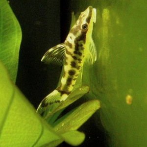 Zebra_oto.JPG