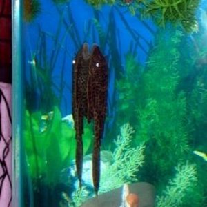 nemo2.jpg