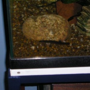 Andrews_tank_043.jpg