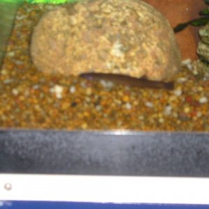 Andrews_tank_044.jpg