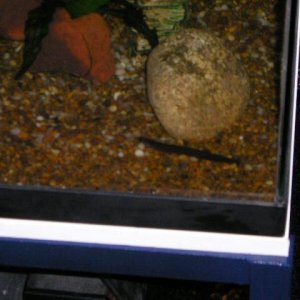 Andrews_tank_042__2_.jpg