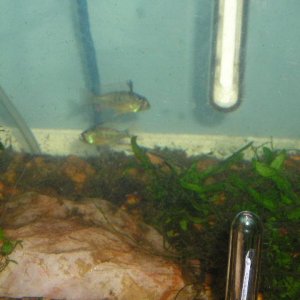Andrews_tank_057.jpg