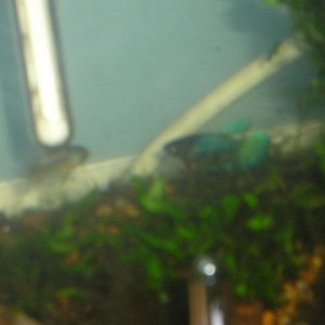 Andrews_tank_055.jpg