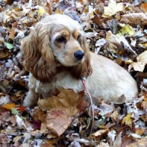 Maddie_leaves.jpg
